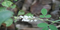 Desmodium heterocarpon var. strigosum